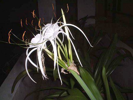 XpC_[[(Spider lily)