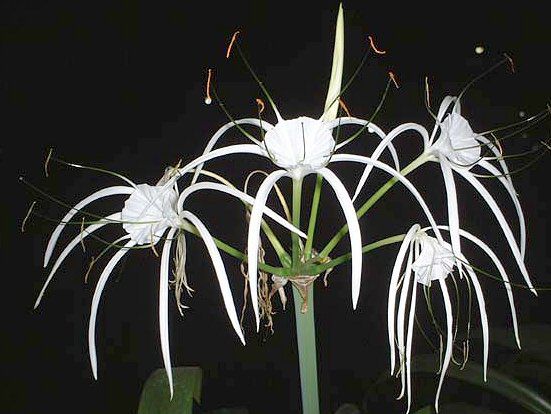 スパイダーリリー Spider Lily かぎけんweb