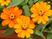WjAEvt[W(Zinnia Profusion) Ԕ