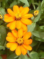 WjAEvt[W(Zinnia Profusion) Ԕ