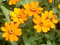 WjAEvt[W(Zinnia Profusion) Ԕ