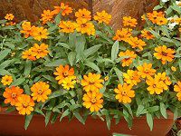 WjAEvt[W(Zinnia Profusion) Ԕ
