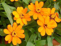 WjAEvt[W(Zinnia Profusion) 43