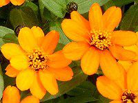 WjAEvt[W(Zinnia Profusion) 44