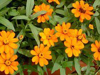 WjAEvt[W(Zinnia Profusion)