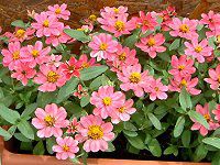 WjAEvt[W(Zinnia Profusion) 52