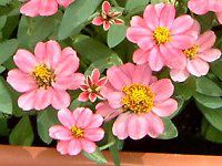 WjAEvt[W(Zinnia Profusion) 54