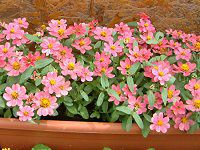 WjAEvt[W(Zinnia Profusion)