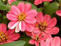 WjAEvt[W(Zinnia Profusion) 58