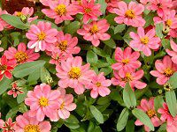 WjAEvt[W(Zinnia Profusion) 60