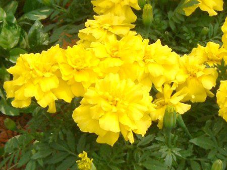 AtJ}[S[h(Aflican marigold)