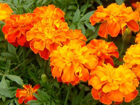 マリーゴールド Marigold かぎけんweb