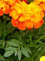 }[S[h(Marigold)-orange