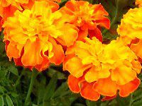 }[S[h(Marigold)