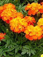 }[S[h(Marigold)-orange
