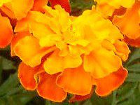 }[S[h(Marigold)