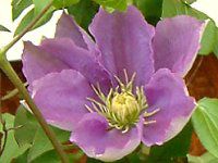 N}`X (Clematis)
