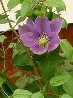 N}`X(Clematis)