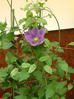 N}`X(Clematis)