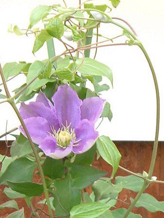 N}`X(Clematis)
