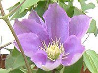 N}`X(Clematis)