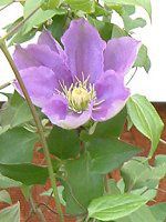 N}`X(Clematis)