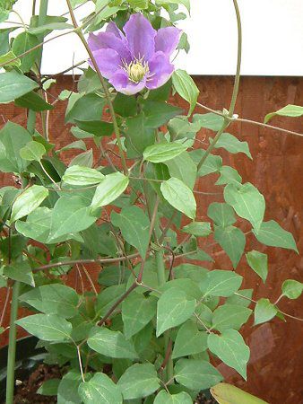 クレマチス(Clematis)【かぎけんWEB】