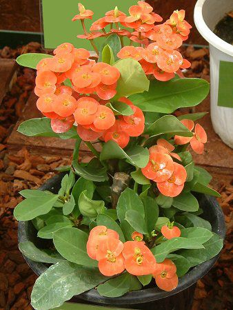 花麒麟　濃いピンク　鉢植え　【親株】 1_0cca2833-fd33-4a78-934e-