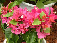 u[QrA(Bougainvillea)