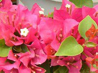 u[QrA(Bougainvillea)