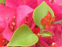 u[QrA(Bougainvillea)