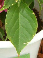 u[QrA(Bougainvillea)