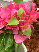 u[QrA(Bougainvillea)