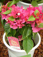 u[QrA(Bougainvillea)