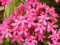 Gsfh(Epidendrum)