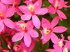 Gsfh(Epidendrum)
