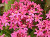 Gsfh(Epidendrum)