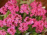 Gsfh(Epidendrum)