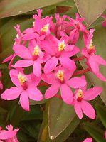 Gsfh(Epidendrum)