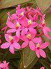 Gsfh(Epidendrum)