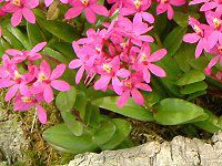 Gsfh(Epidendrum)