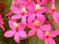 Gsfh(Epidendrum)
