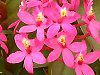 Gsfh(Epidendrum)