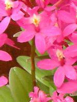 Gsfh(Epidendrum)