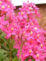 Gsfh(Epidendrum)