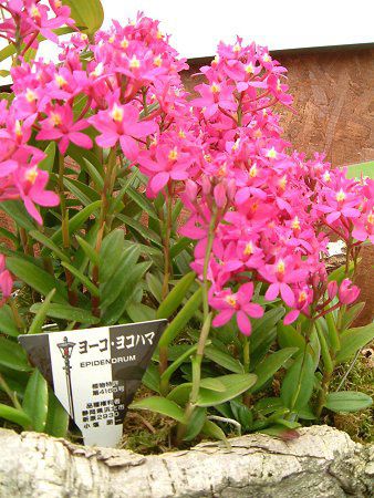 Gsfh(Epidendrum)