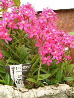 Gsfh(Epidendrum)