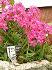 Gsfh(Epidendrum)