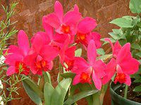 JgA(Cattleya) 
