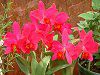 JgA(Cattleya) 